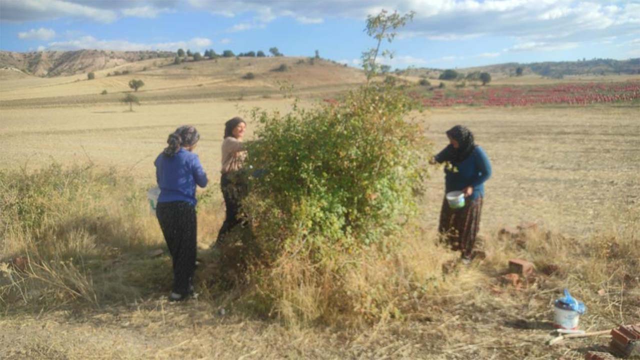 Kuşburnu Çekerek (1)