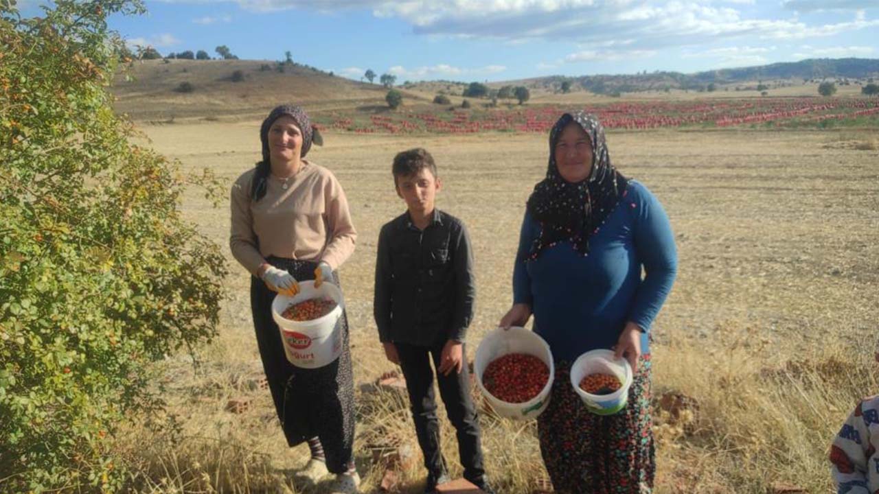 Kuşburnu Çekerek (2)