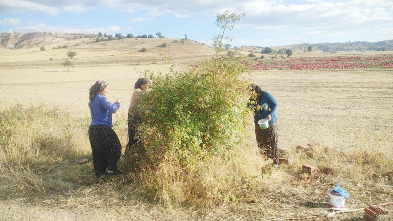 Kuşburnu Çekerek (4)