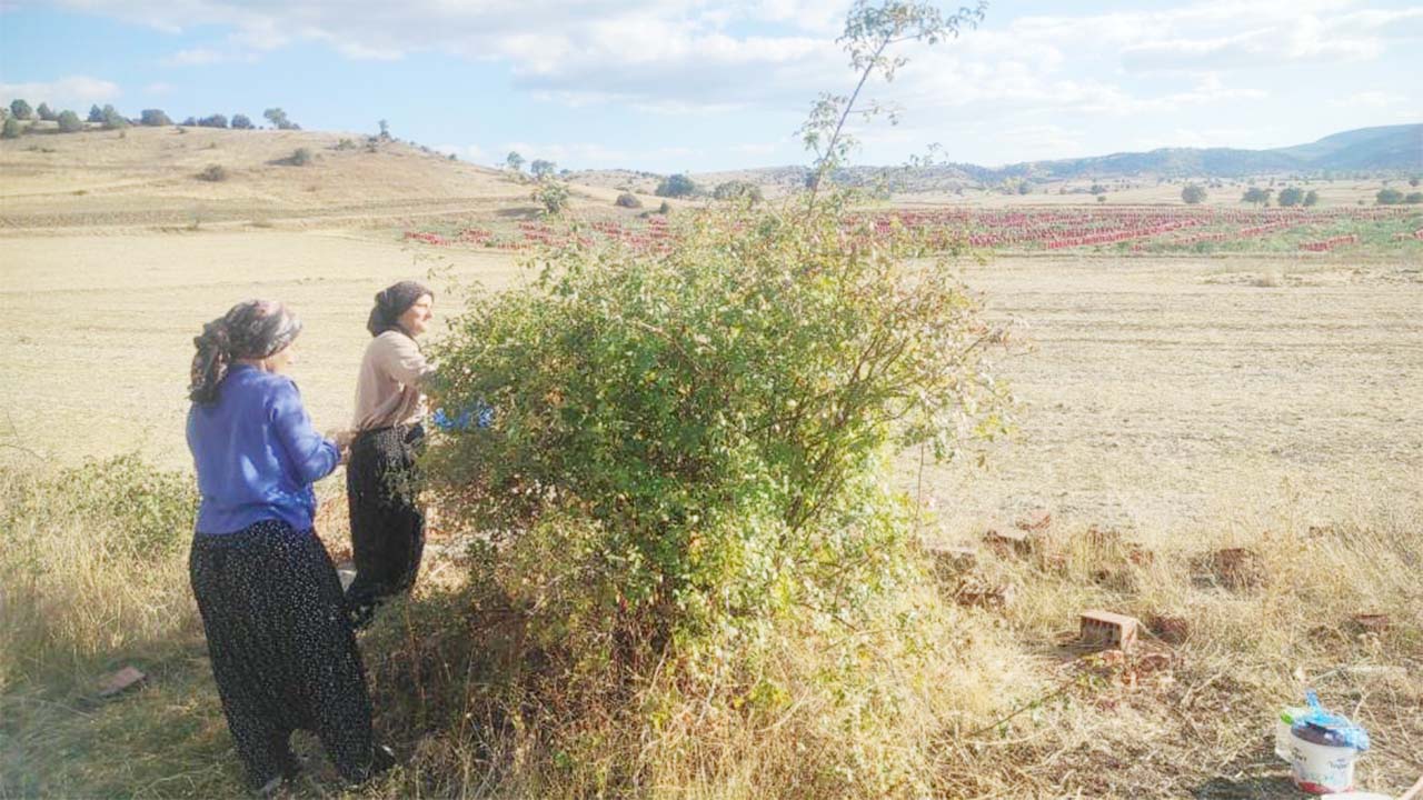 Kuşburnu Çekerek (5)