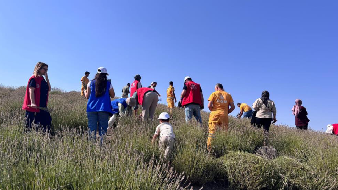 Lavanta Gençler (1)