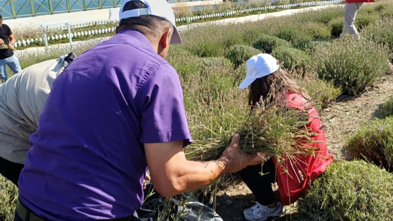 Lavanta Gençler (4)