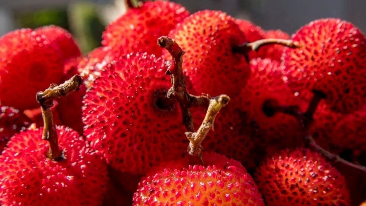 Ona “Meyvelerin Kralı” Deniyor