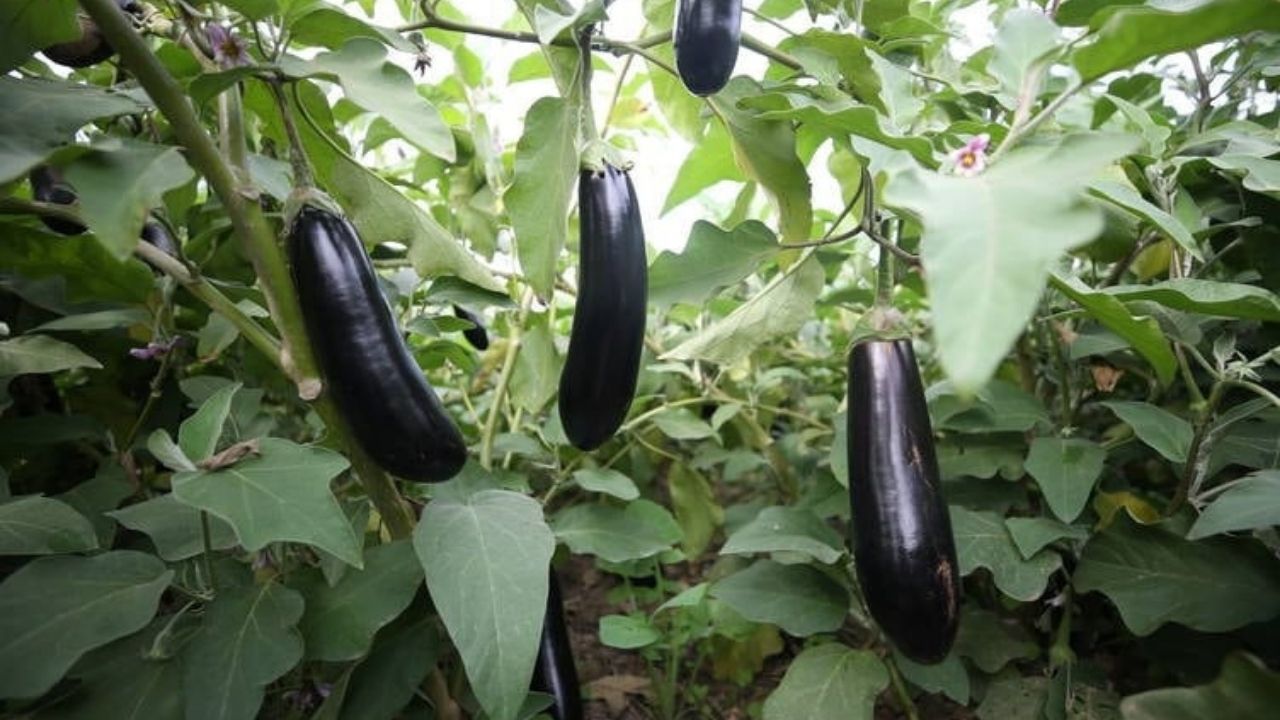 Patlıcan Sapını Sakın Atmayın