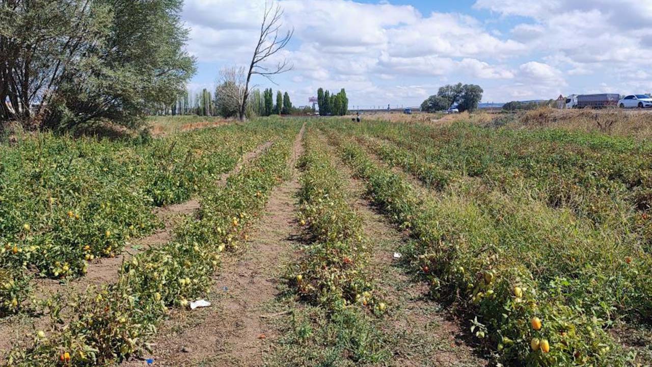 Sorgun Iha Tarım (2)