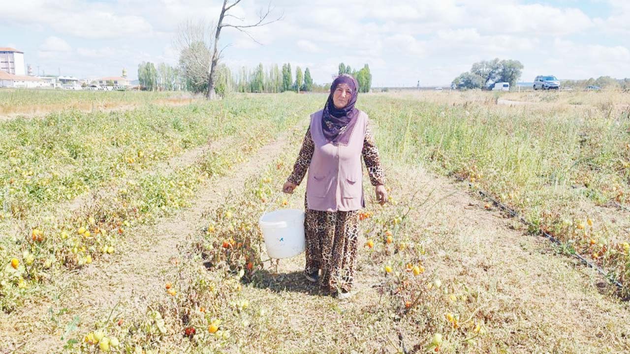 Sorgun Iha Tarım (4)