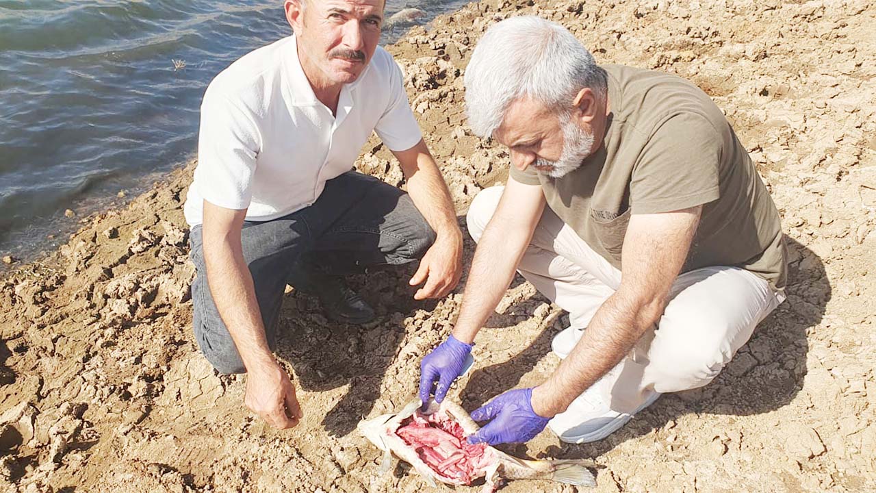 Yozgat Sorgun Balık (1)