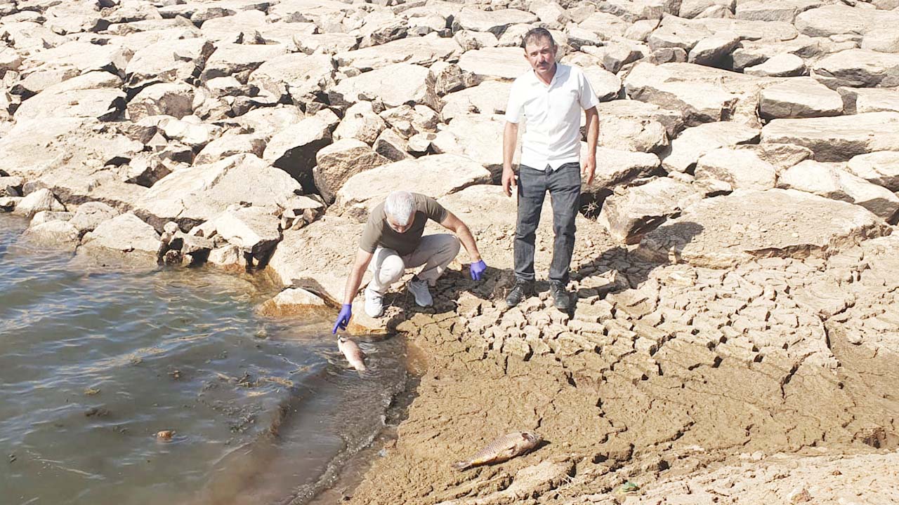 Yozgat Sorgun Balık (2)