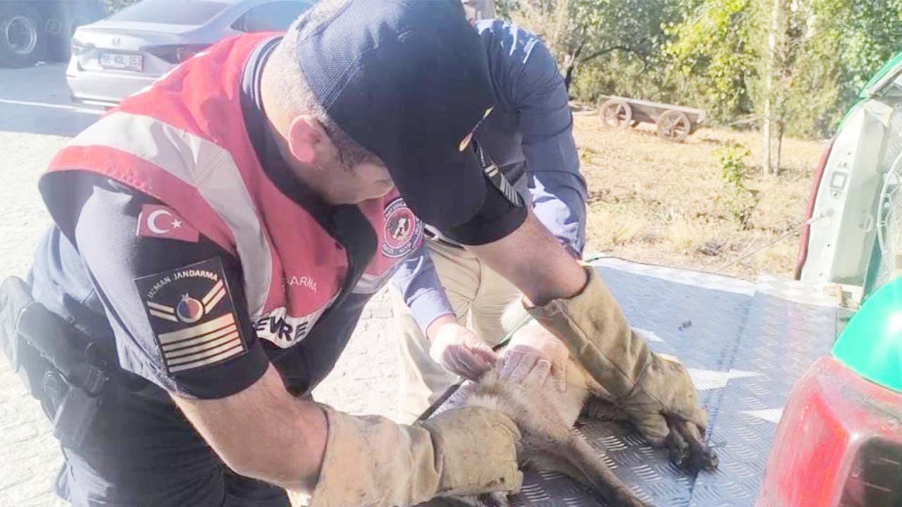 Yozgat Yaralı Tilki (1)