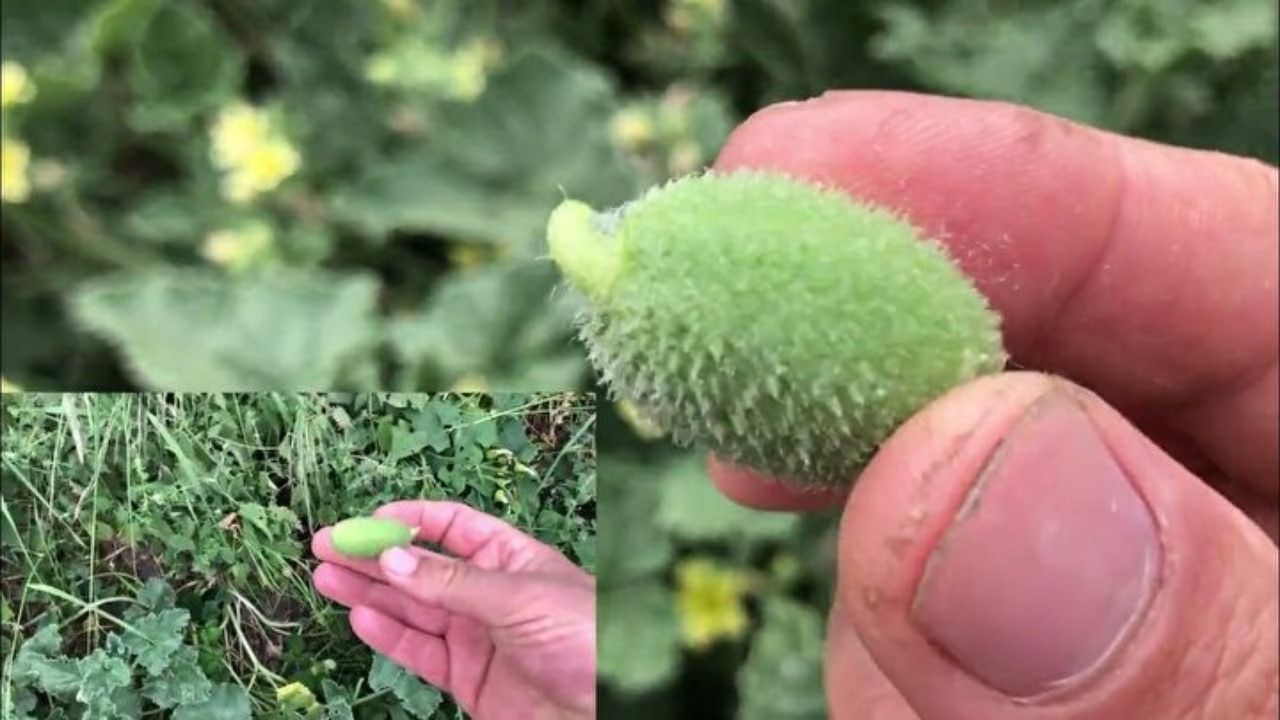 Acı Kavun Bitkisi Tehlike Saçıyor (2)