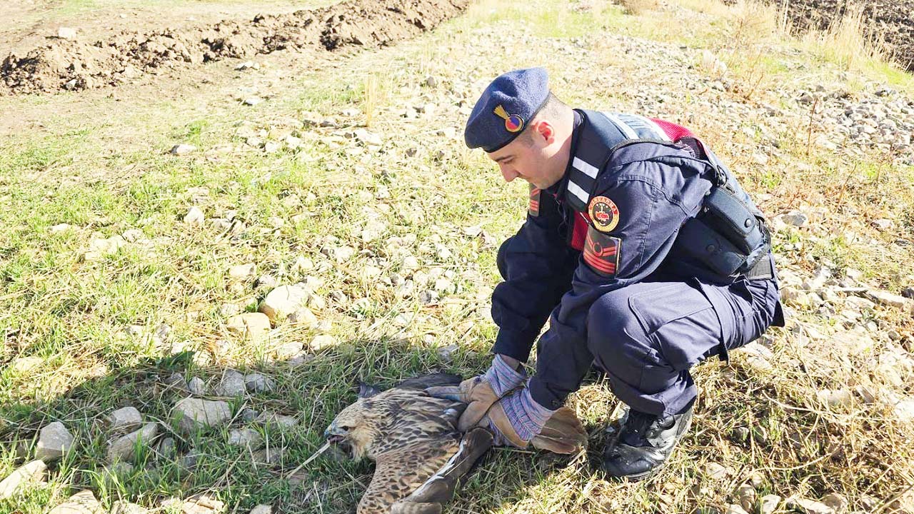 Boğazlıyan Yorgun Şahin (2)