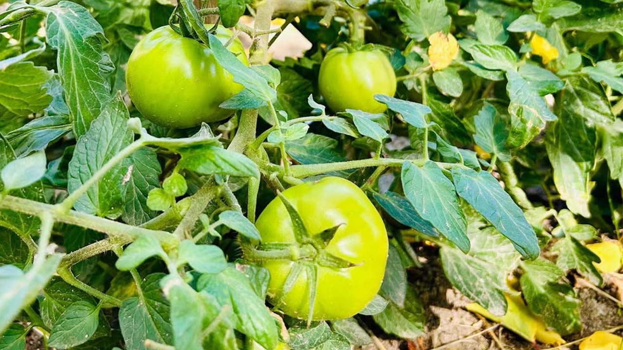 Esenli Huzureviii (2)