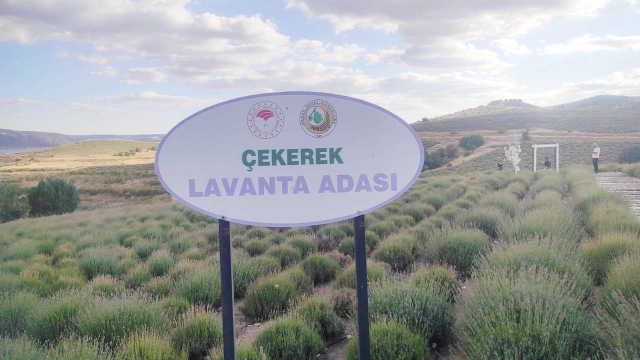 Iha Lavanta Sonbahar (2)