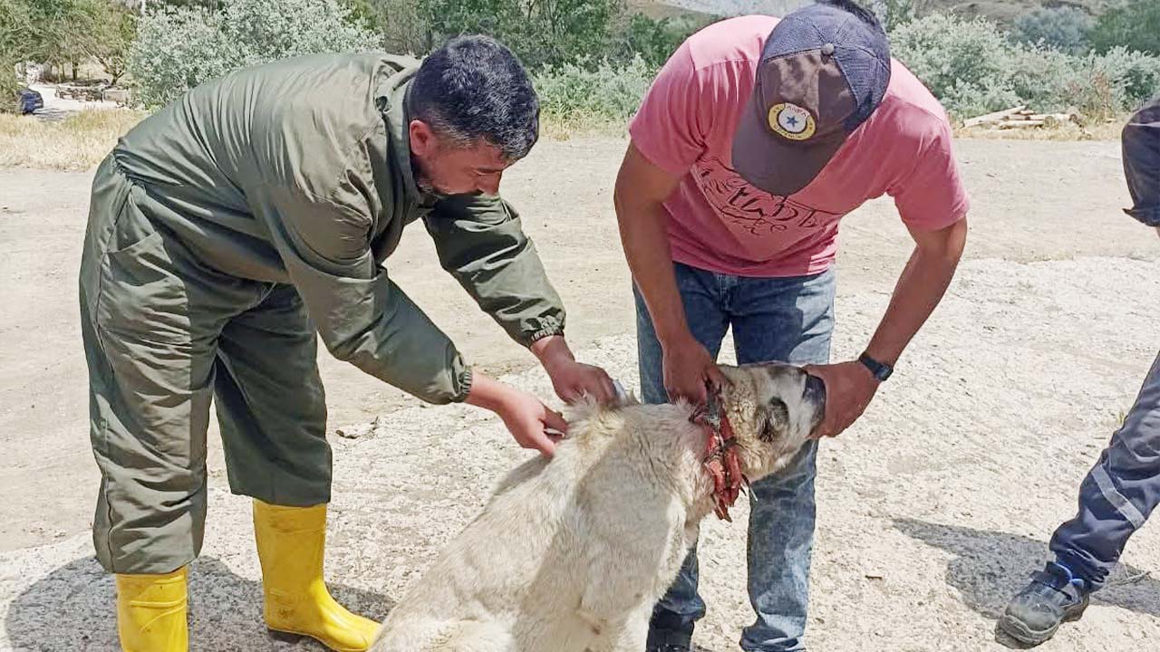 Valilik Mikroçip (2)