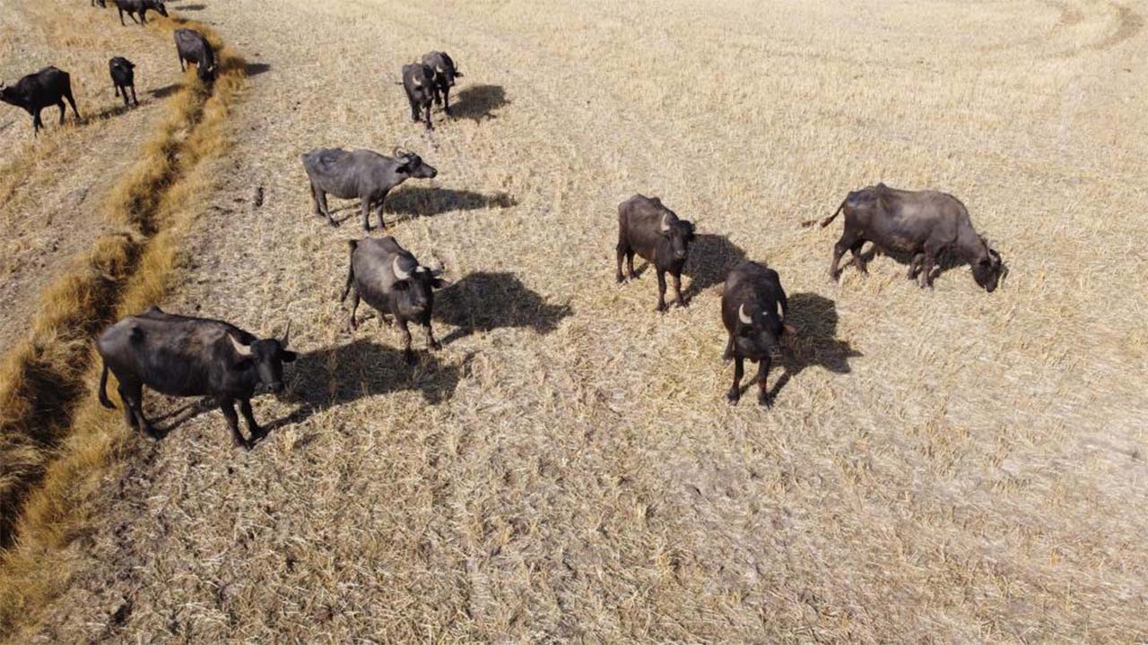 Yozgat Mandacilik (1)