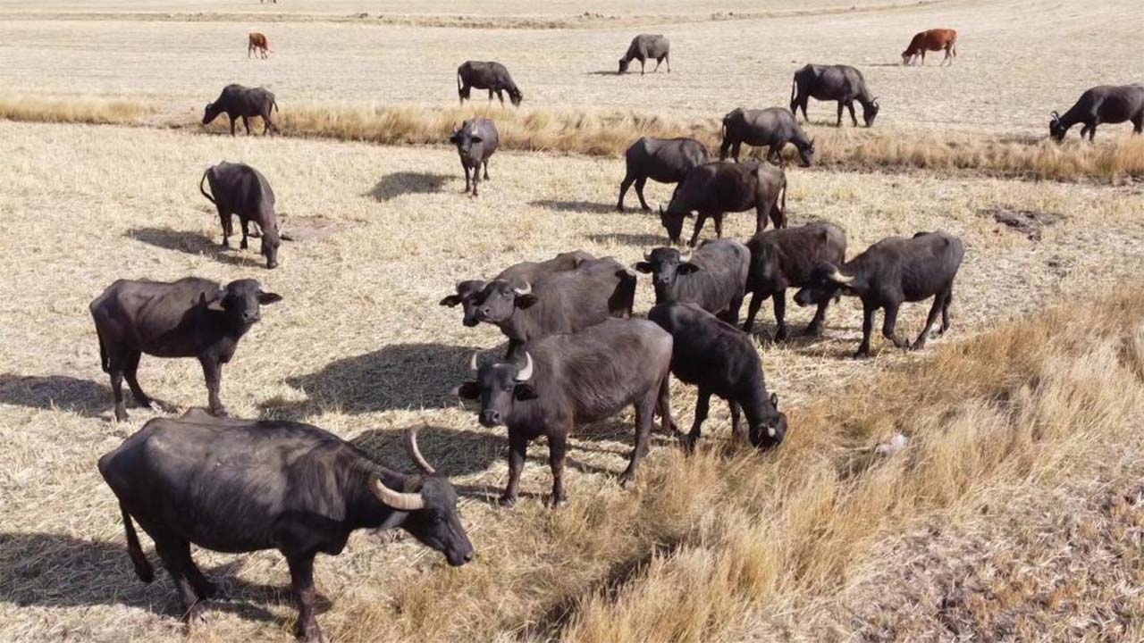 Yozgat Mandacilik (2)