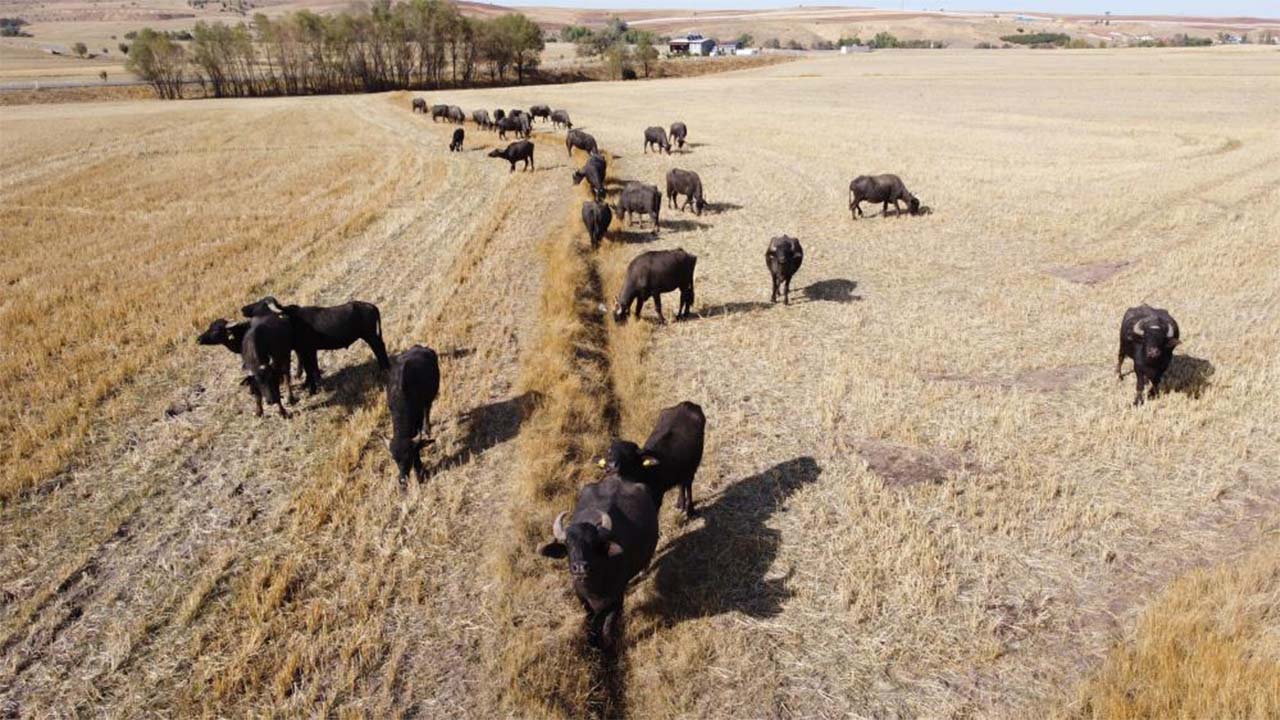 Yozgat Mandacilik (5)