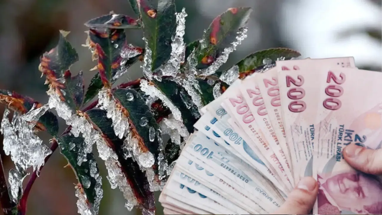 Zirai Don Desteği İçin Ödemeler Ekim Ayında Başladı