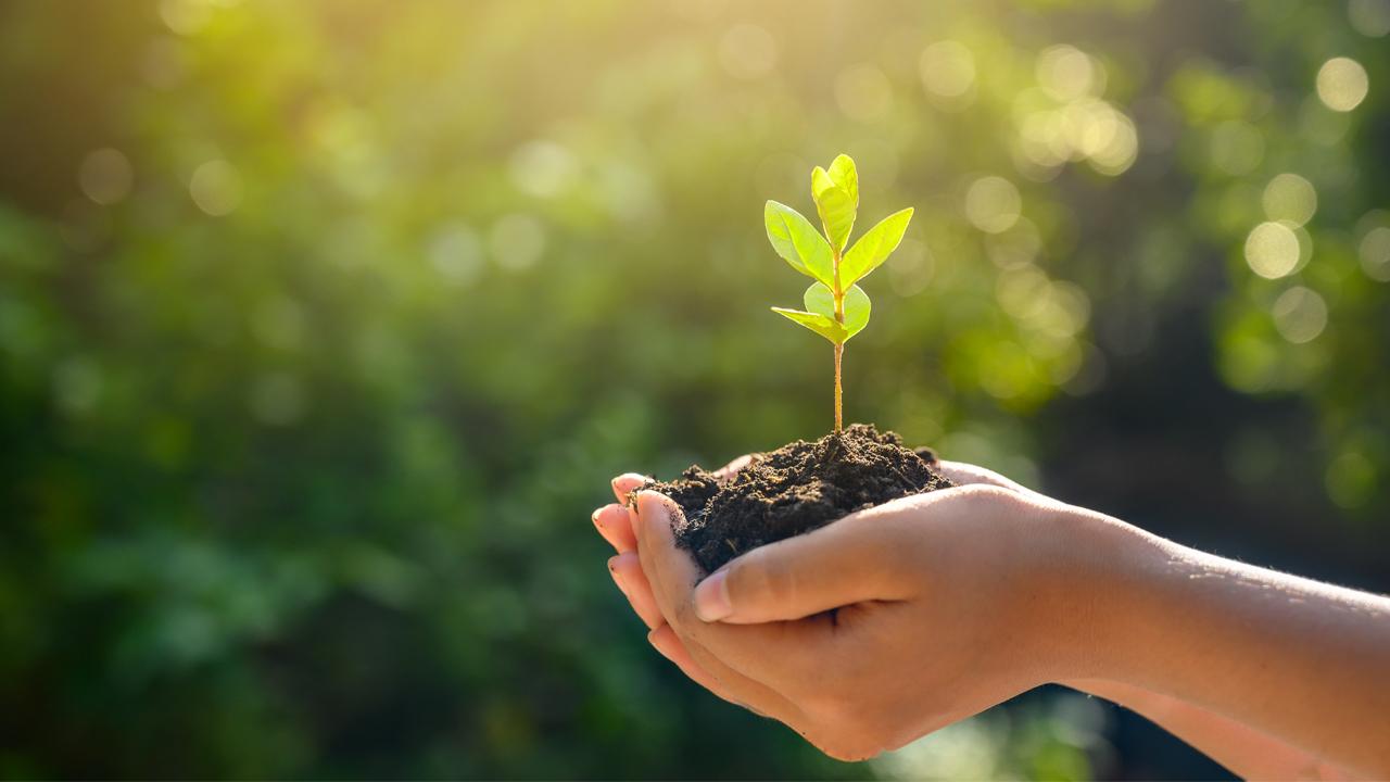 11 Kasım Milli Ağaçlandırma Günü-1