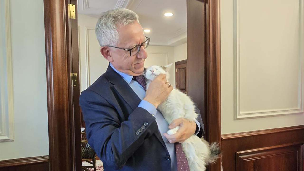 Başkan Arslan Kedi (2)