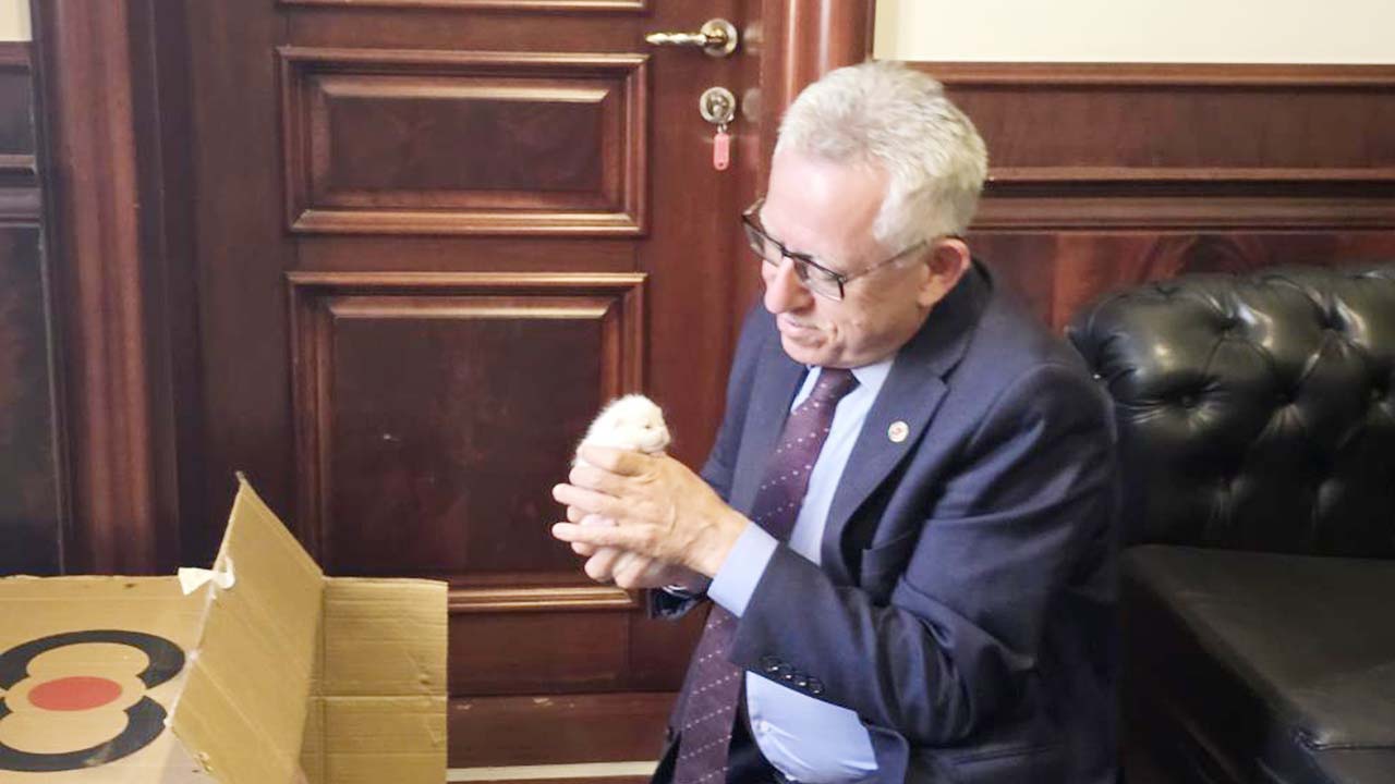 Başkan Arslan Kedi (3)