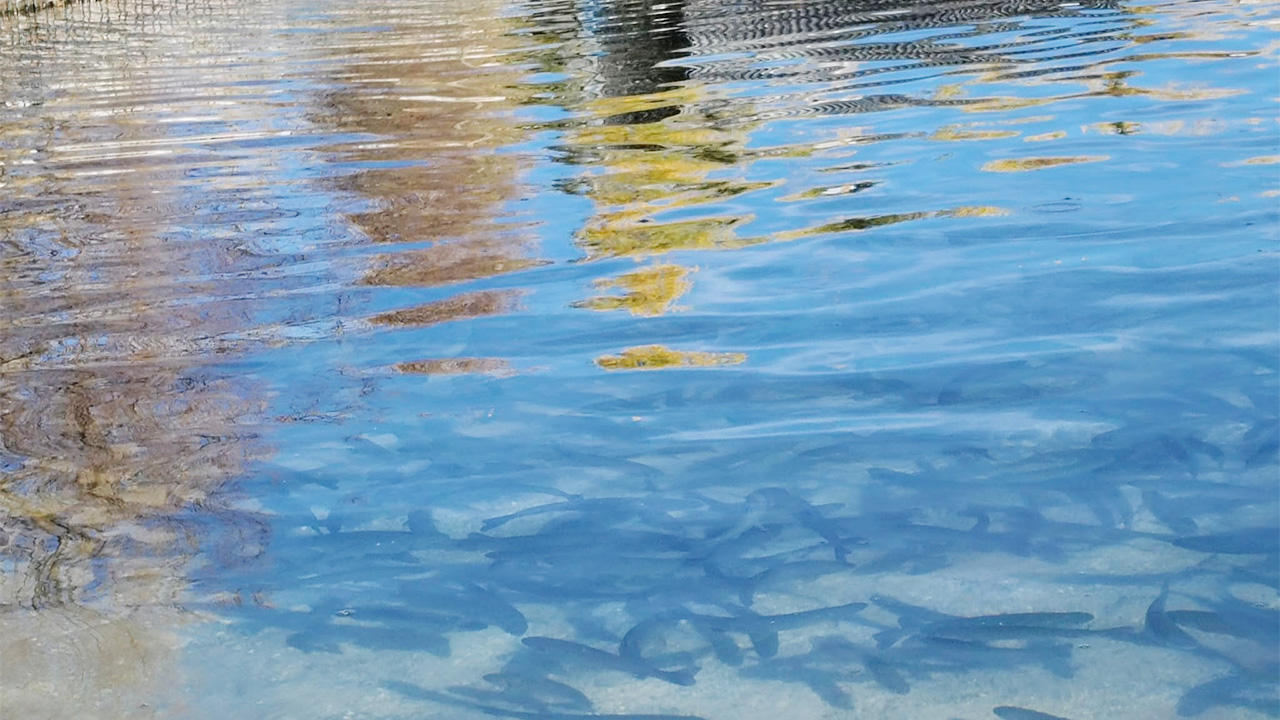 Çayralan Alabalık2