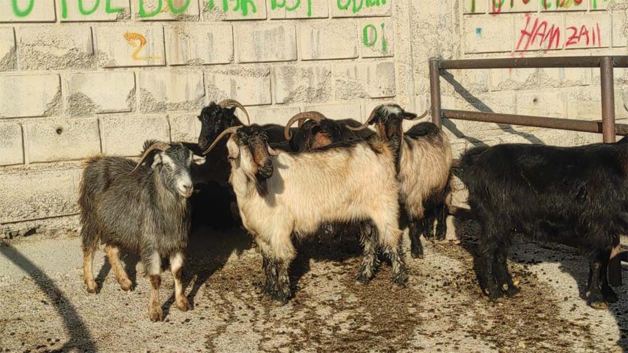 Çekerek Pazarı Açıldı Yeniden (1)