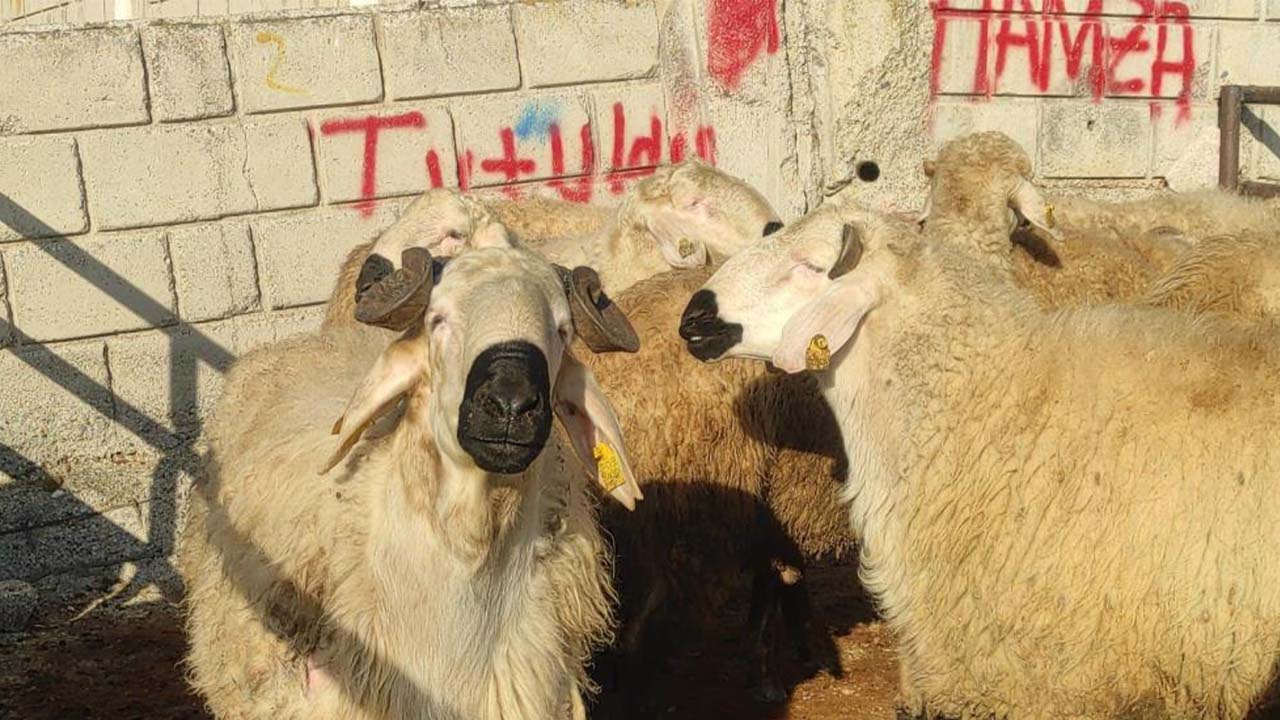 Çekerek Pazarı Açıldı Yeniden (4)