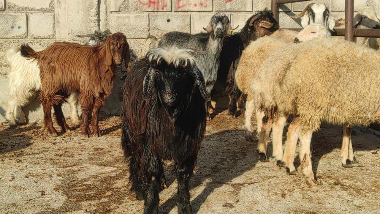 Çekerek Pazarı Açıldı Yeniden (5)