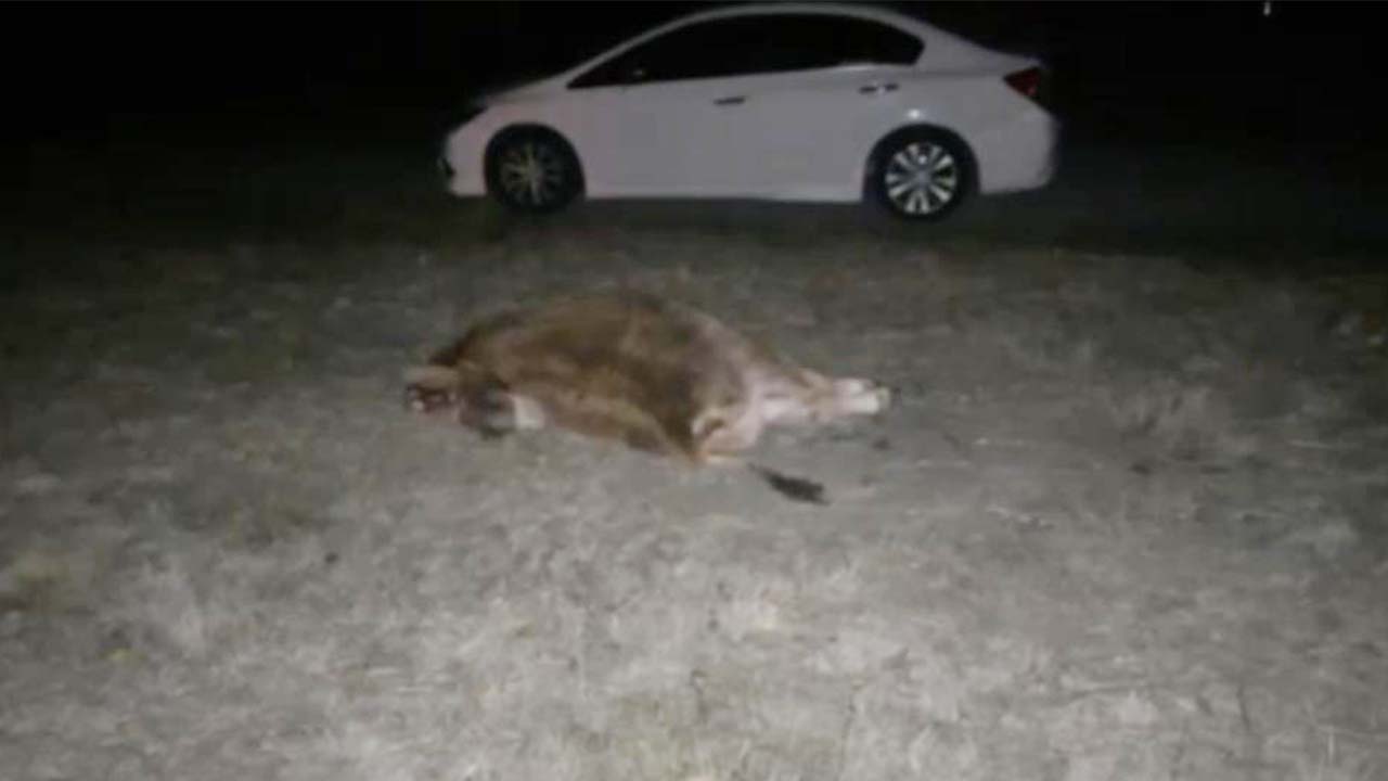 Çorum Yozgat Dana (3)