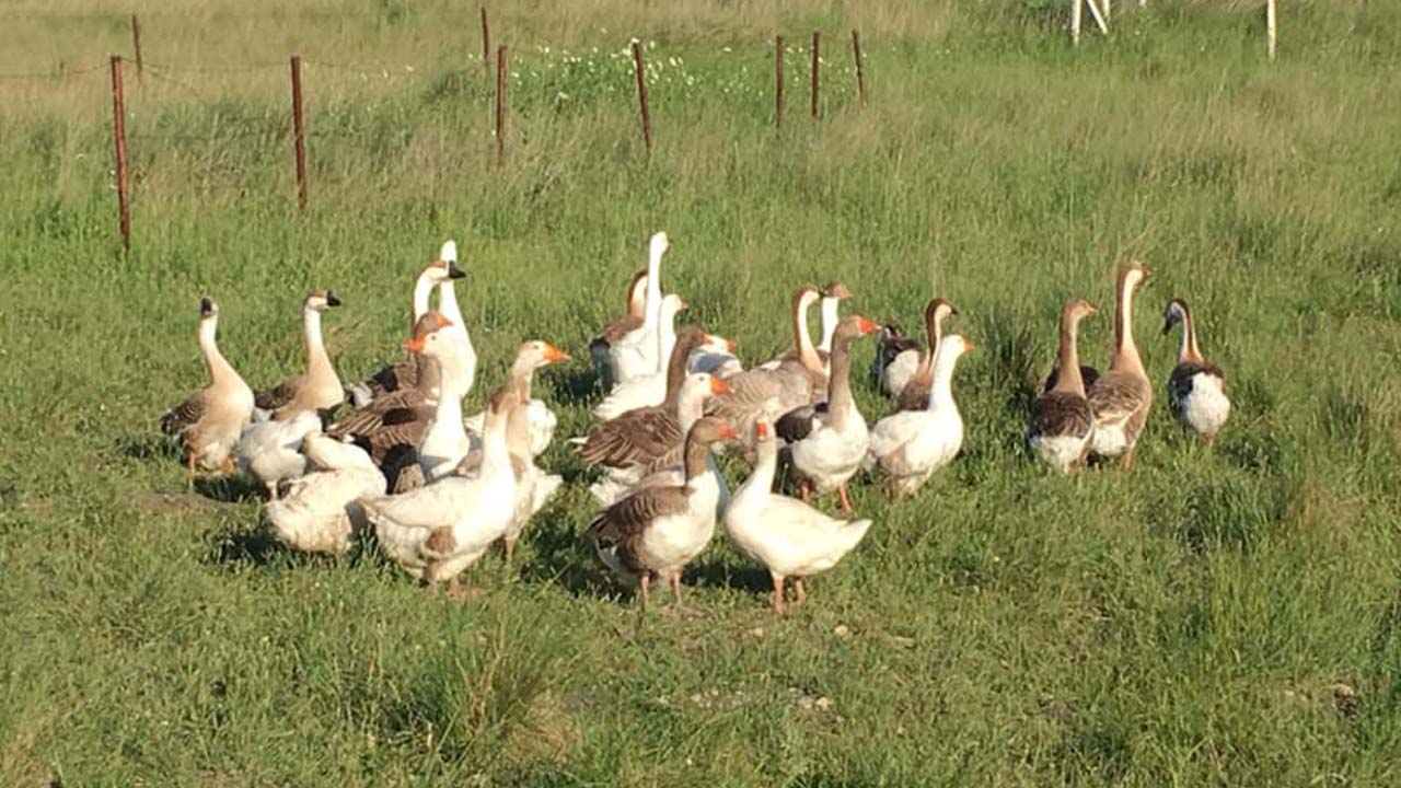 Kaz Yetiştiriciliği Kurs (4)