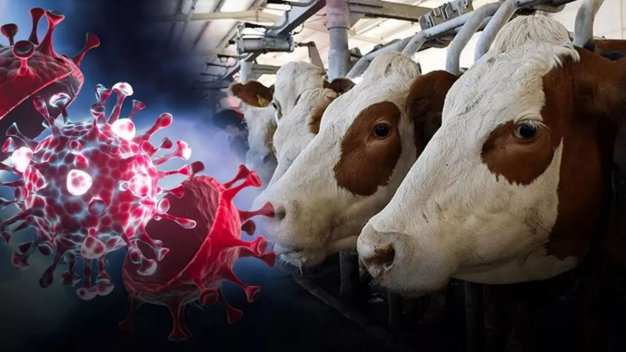 Kuş Gribi Doğaya Yayıldı (2)