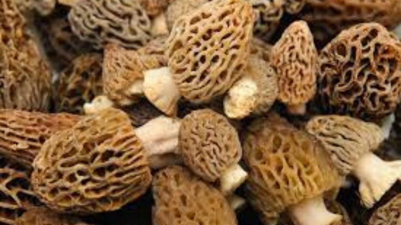 Kuzugöbeği Mantarı-1