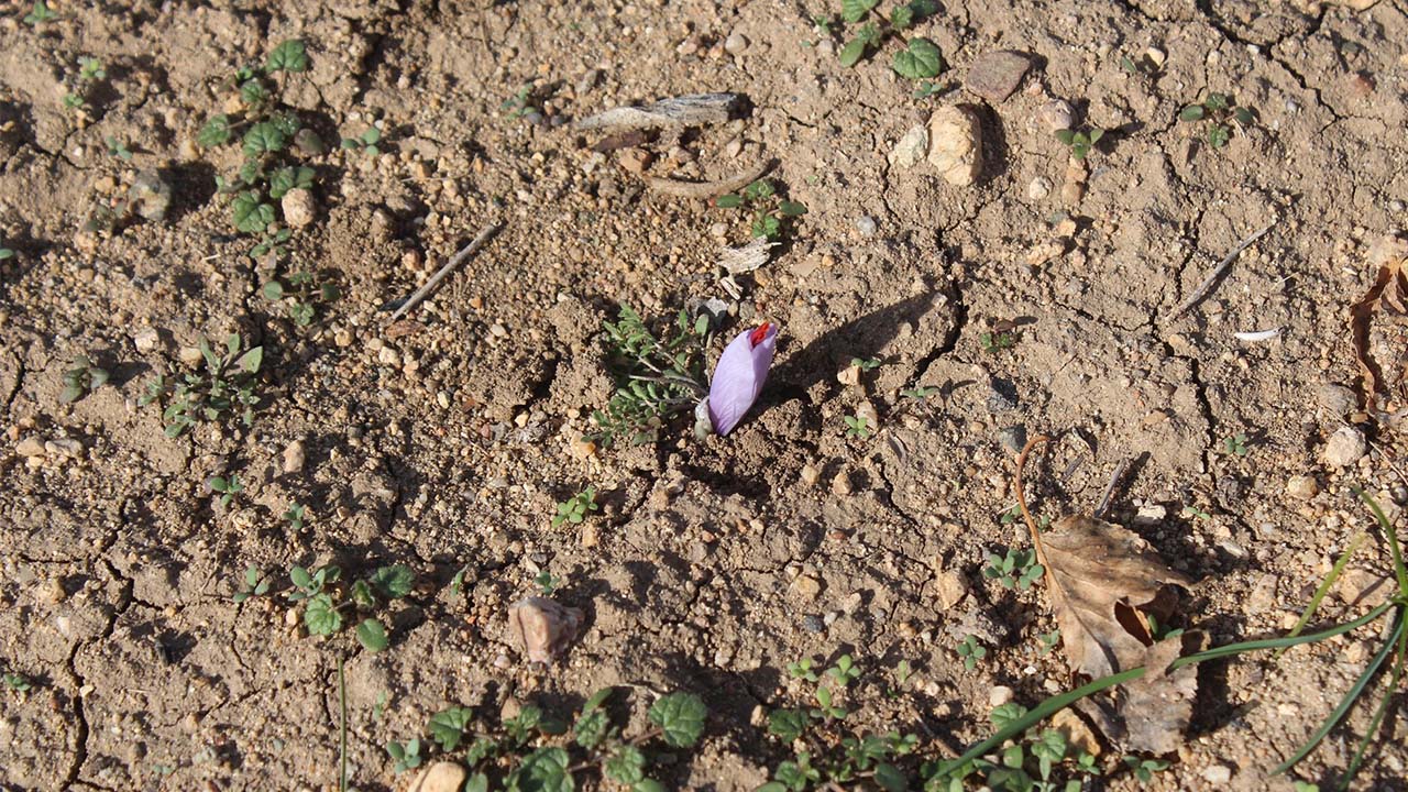 Safran Ekimi Tarım Il (1)