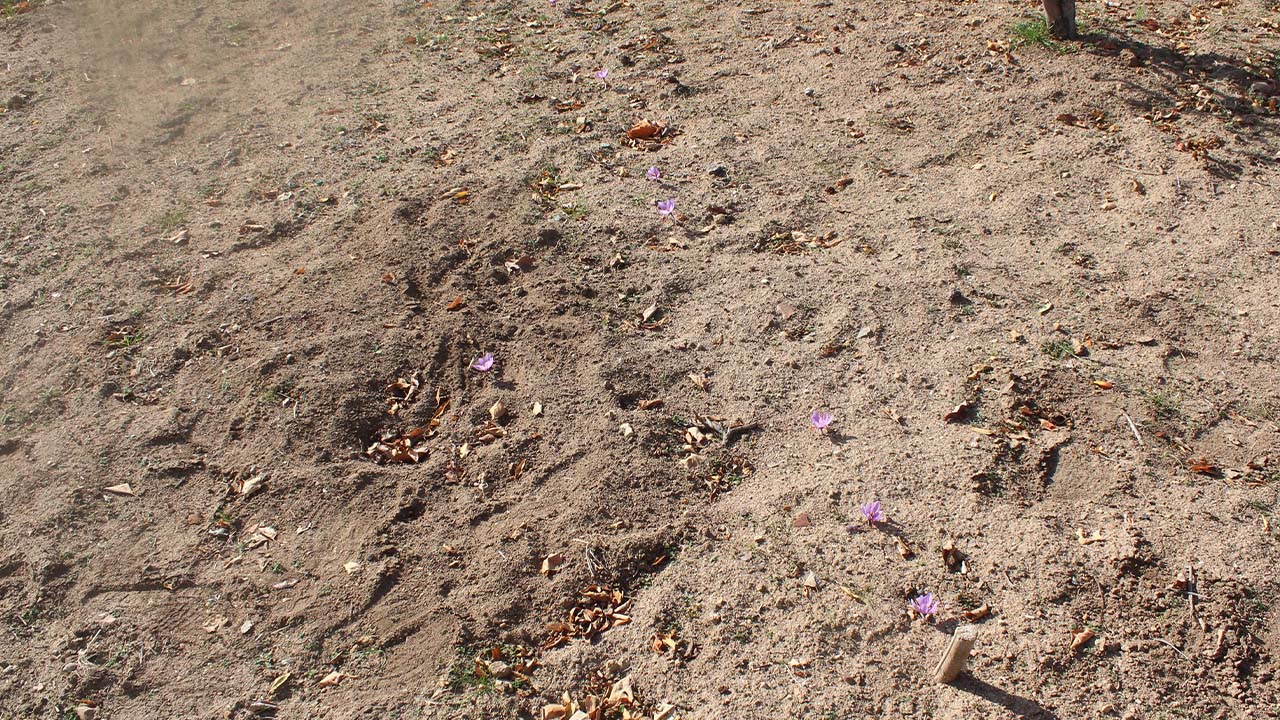 Safran Ekimi Tarım Il (3)