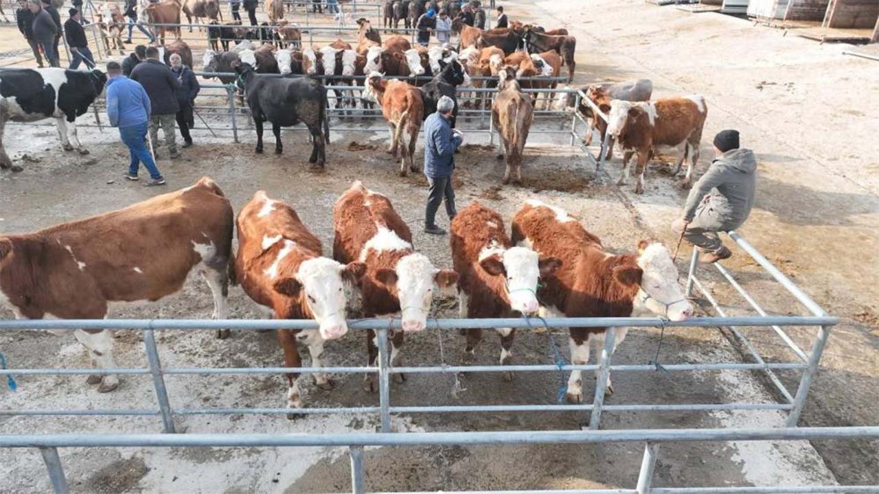 Sorgun Şap Hastalığı (1)