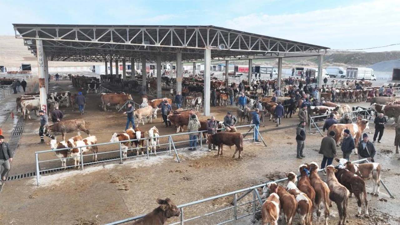 Sorgun Şap Hastalığı (2)