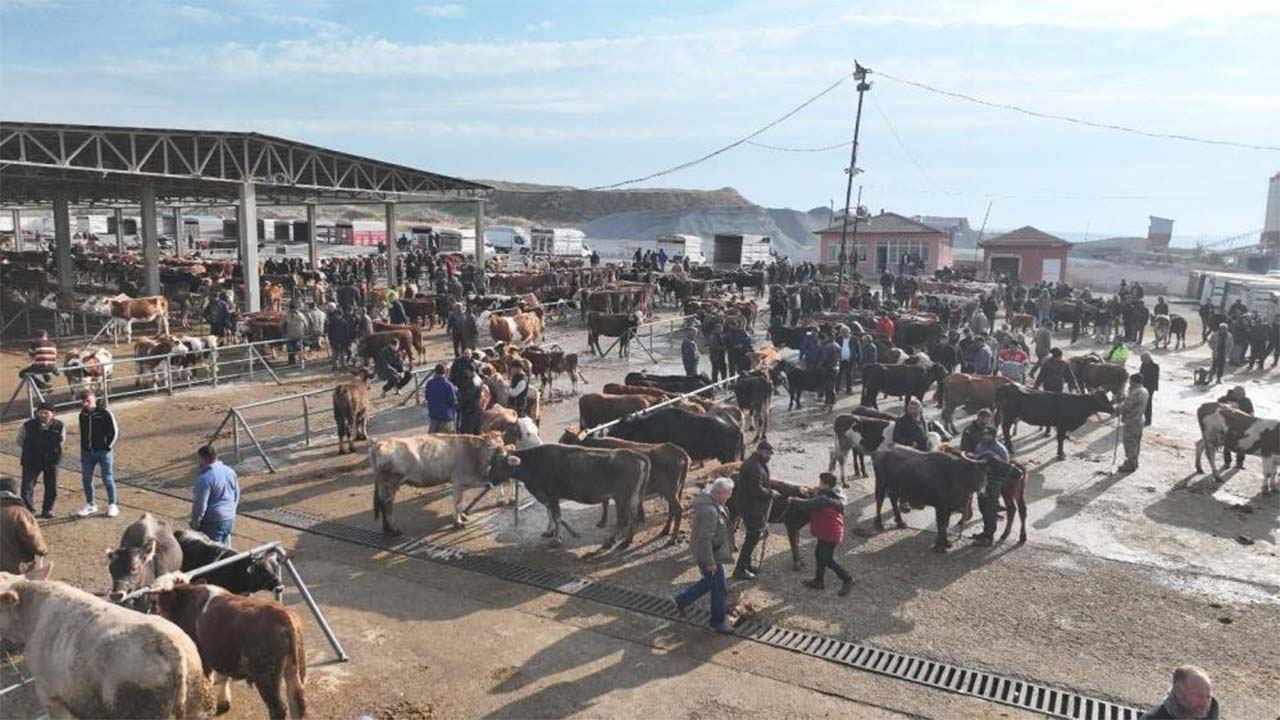 Sorgun Şap Hastalığı (3)