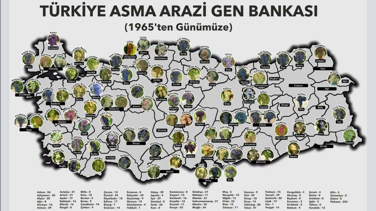 Üzüm Bağı Gen Bankası (1)
