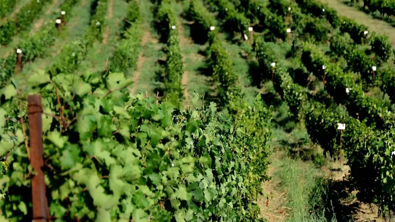 Üzüm Bağı Gen Bankası (3)