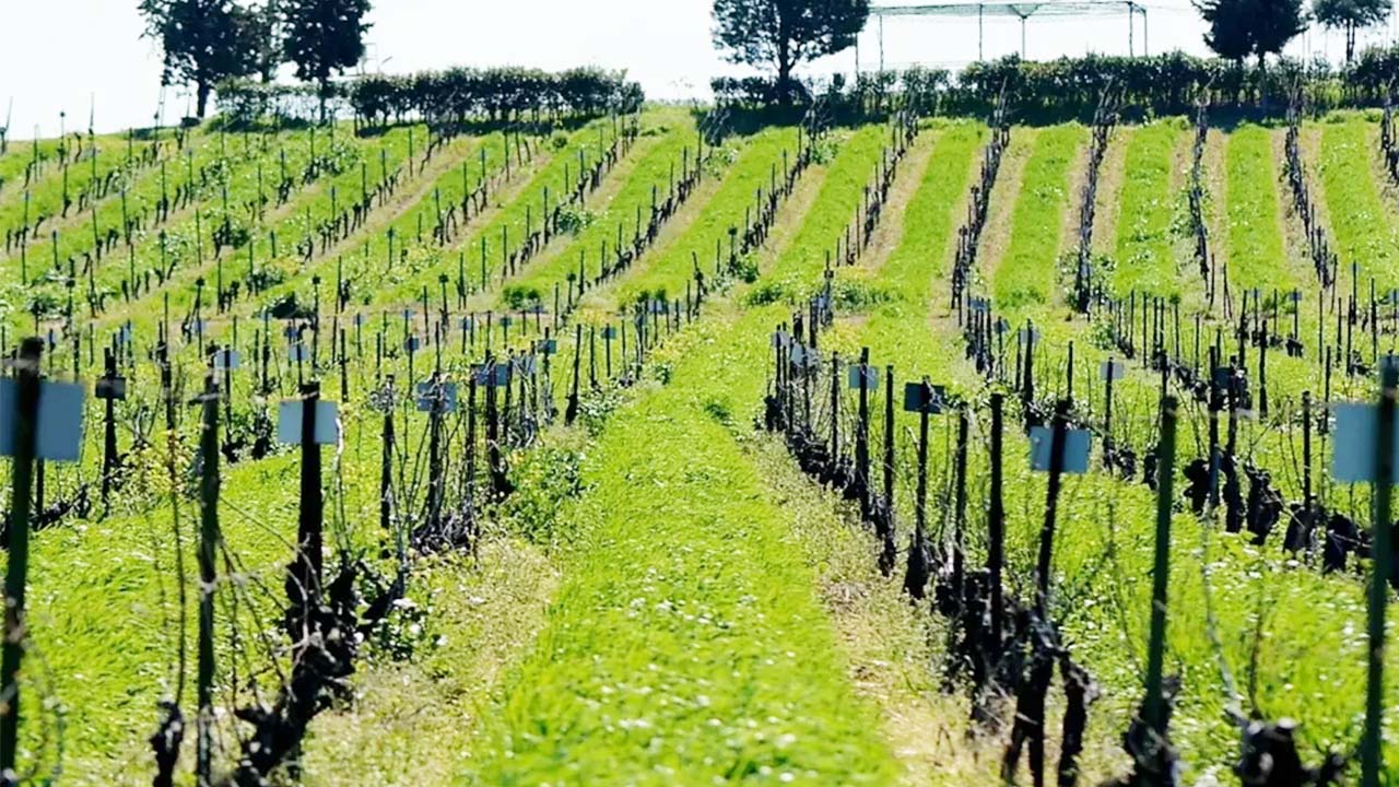 Üzüm Bağı Gen Bankası (4)