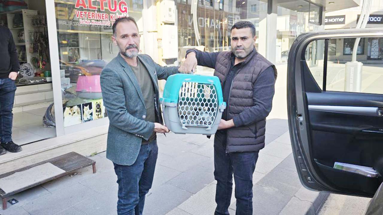 Yaralı Vaşak Yozgat (1)