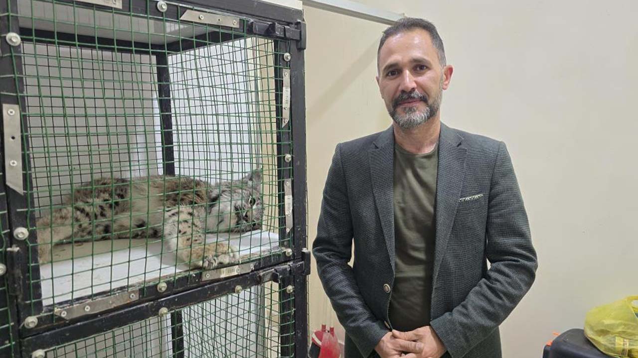 Yaralı Vaşak Yozgat (3)