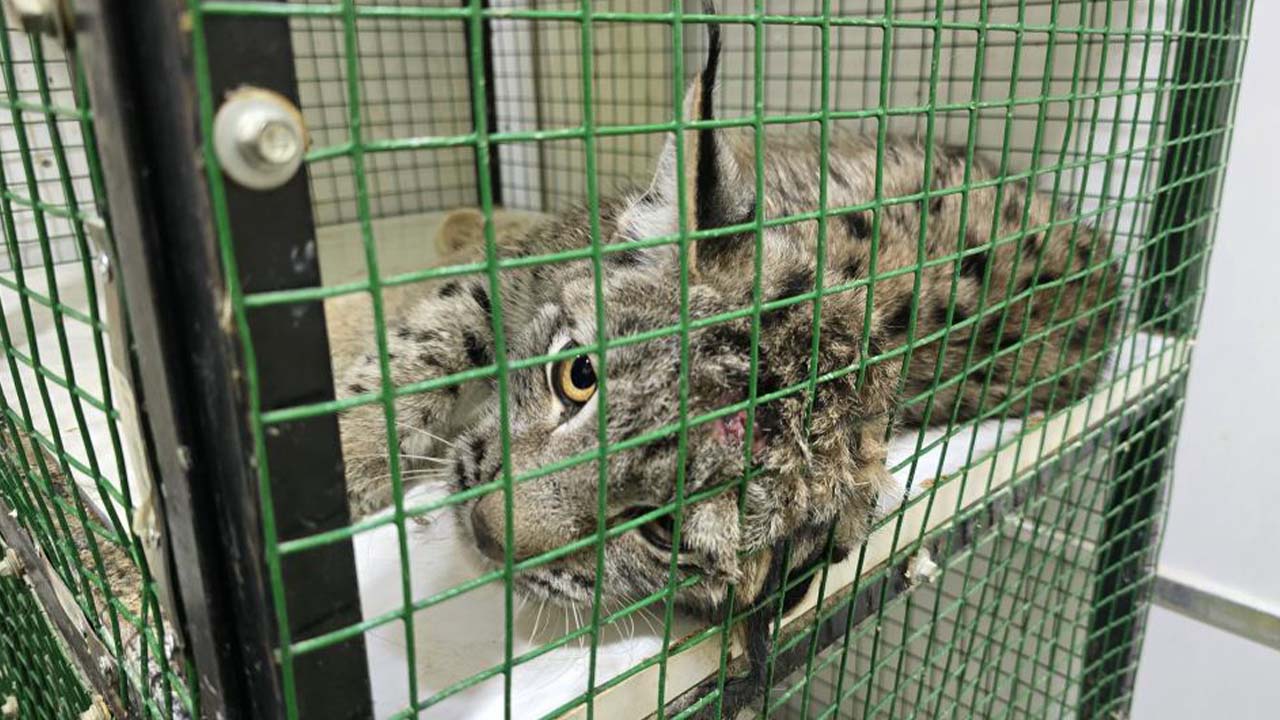 Yaralı Vaşak Yozgat (4)