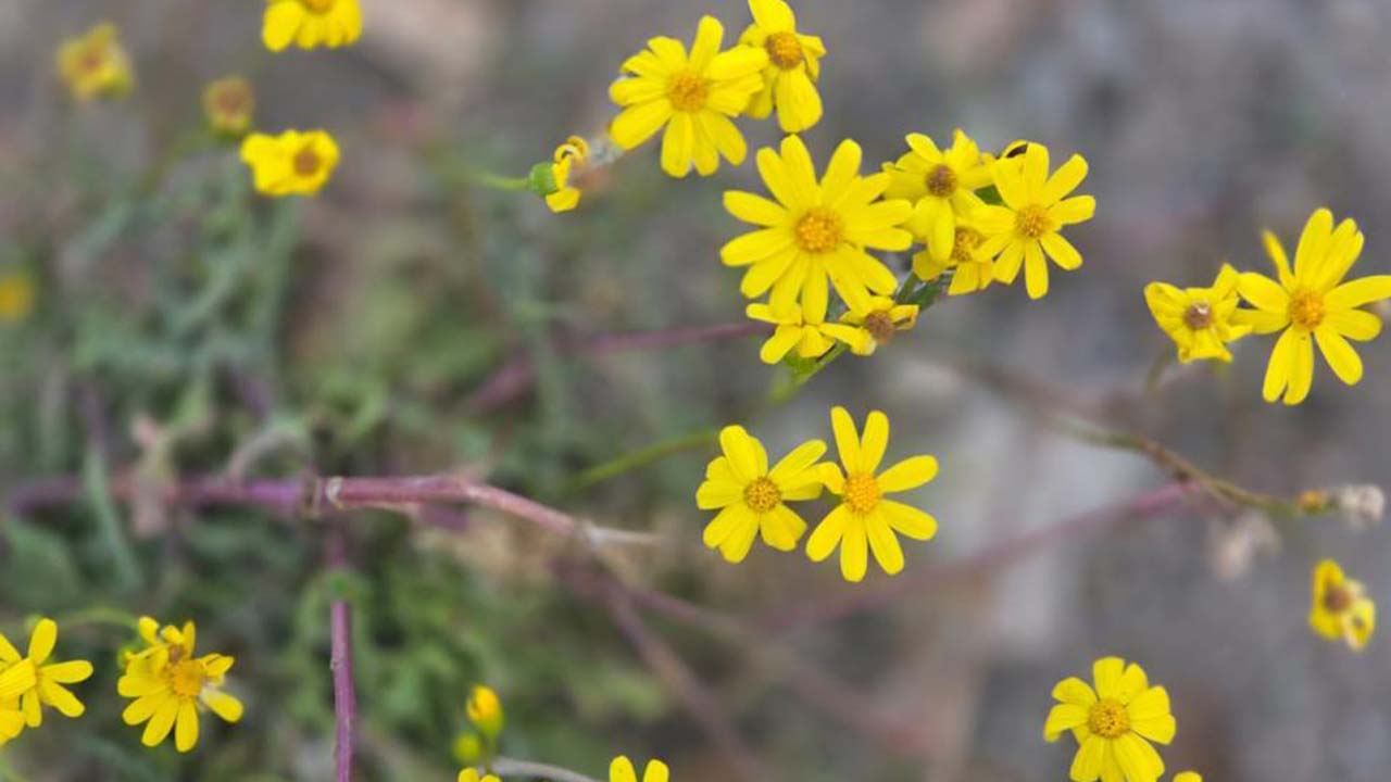 Yozgat Çiçek Kış (2)
