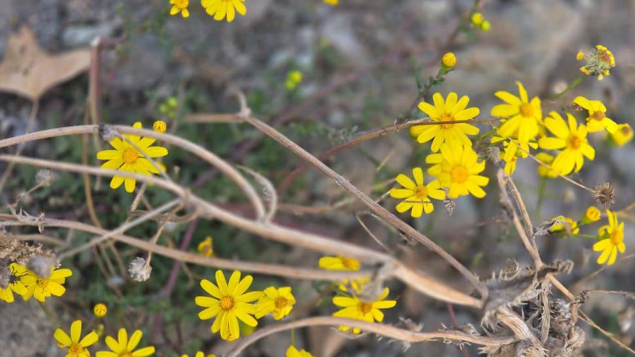 Yozgat Çiçek Kış (3)