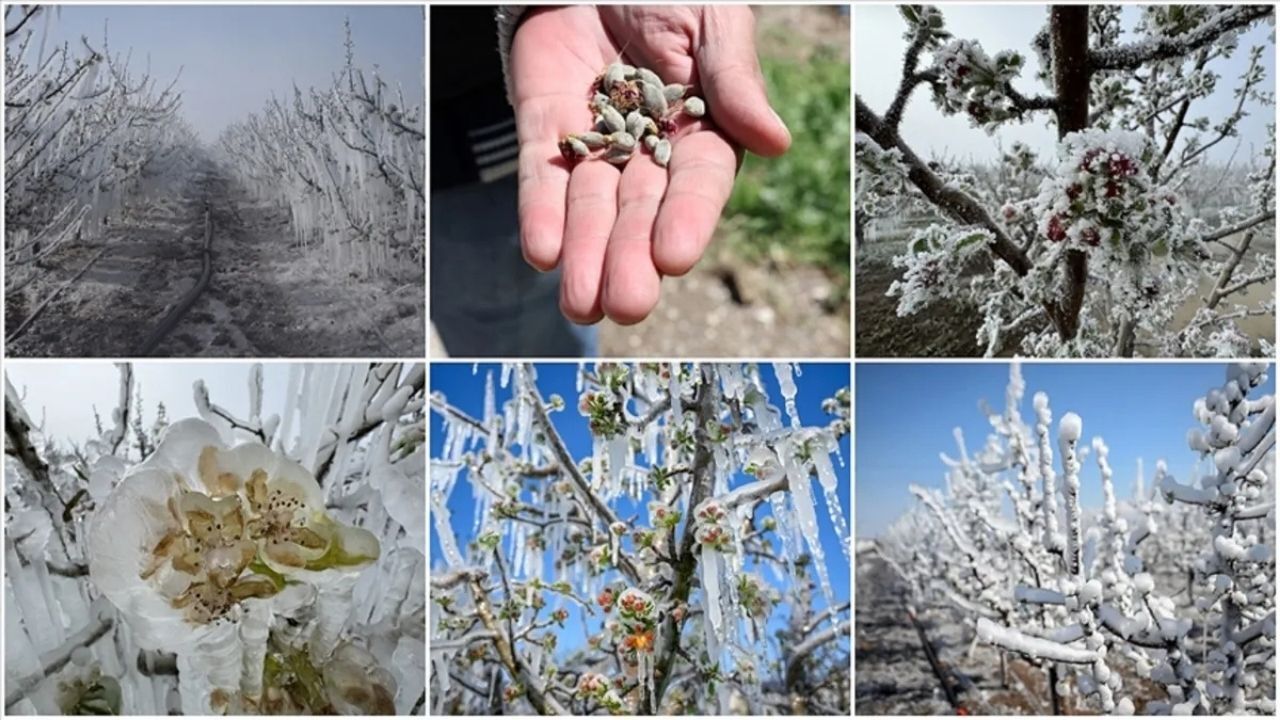 Zirai Don Mağduru Çiftçilere 798 Milyon Tl’lik Destek Ödemesi-1