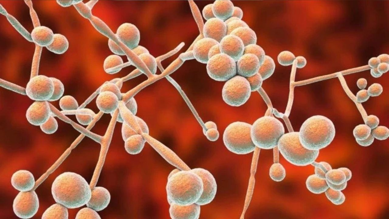 Candida Mantarı Bağışıklığı Zorluyor-1