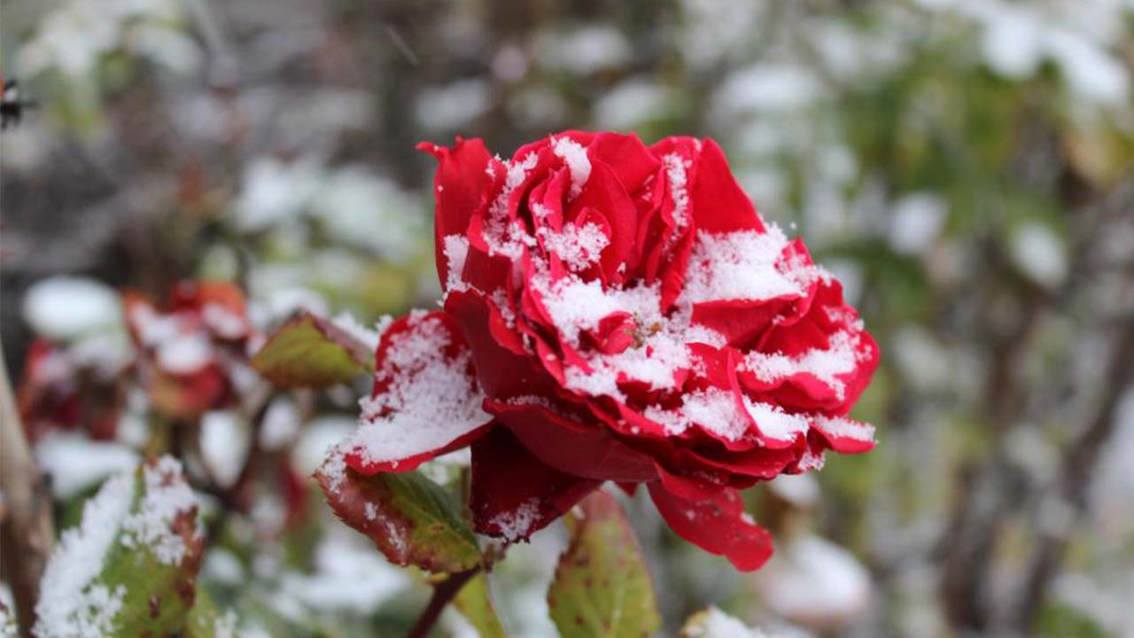 Çiçekler Kar Altında Kaldı (1)