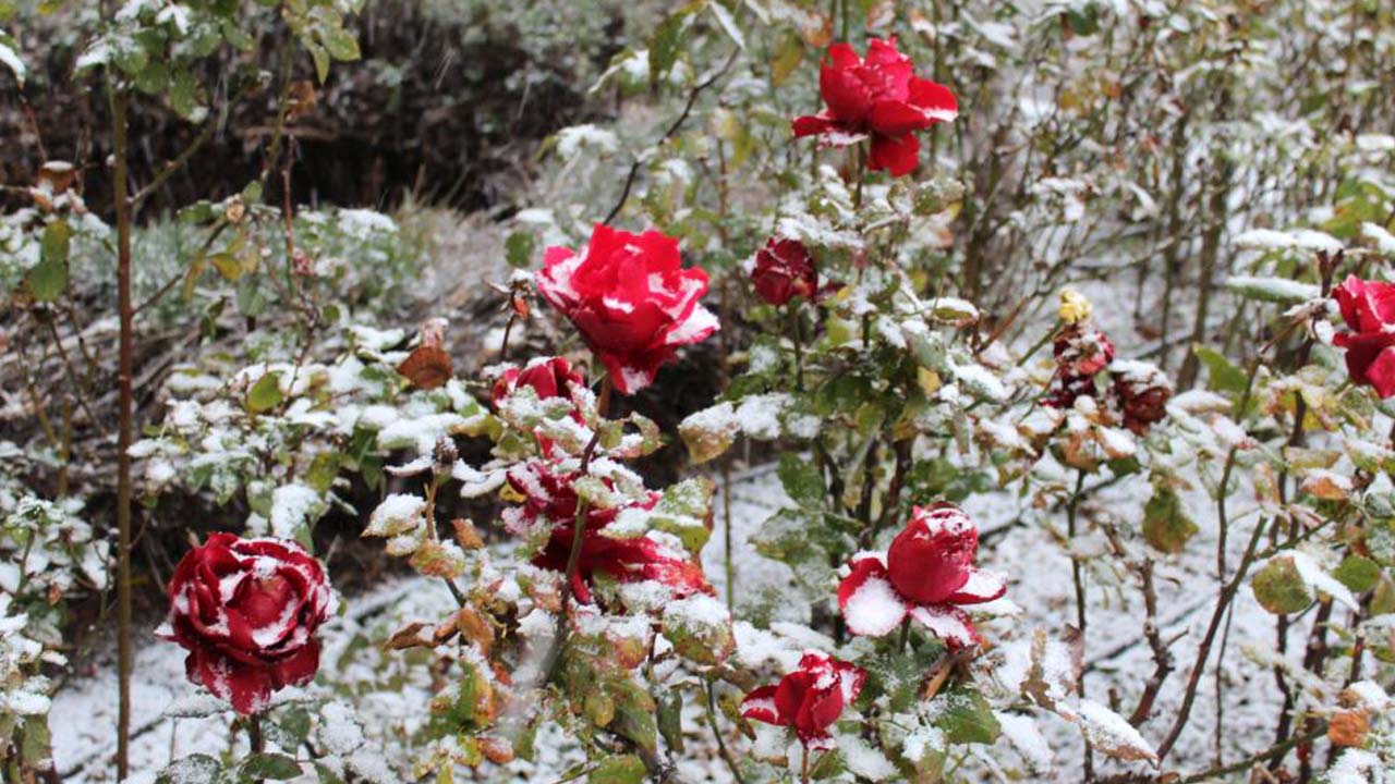 Çiçekler Kar Altında Kaldı (3)